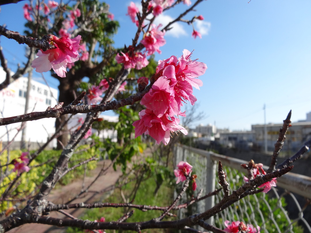 桜開花！2020年は桜が1月下旬に見頃を迎えそうです。